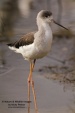 WildLife Photos of Birds, Waders, Black-winged Stilt, Himantopus himantopus